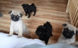 Female-Pug-Puppies-just-3-left-100-Healthy-and-House-trained